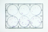 2020_09_03 Petri Dishes